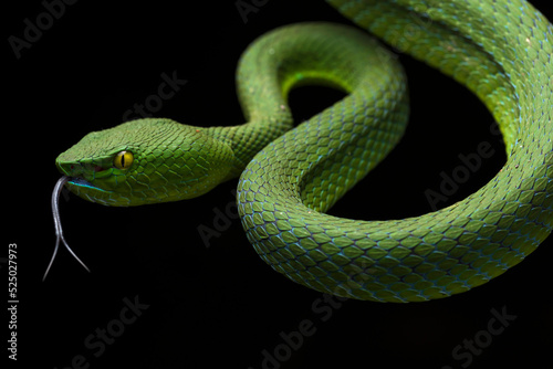 Viper Snake photo