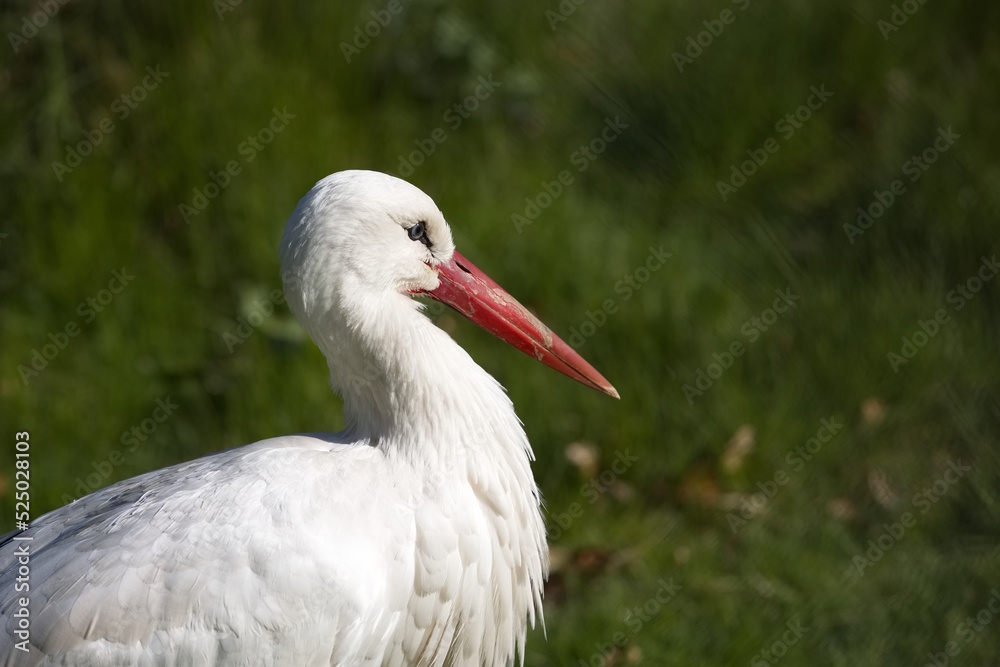 Portrait vom Storch Portrait vom Storch