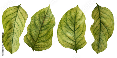green leaves isolated