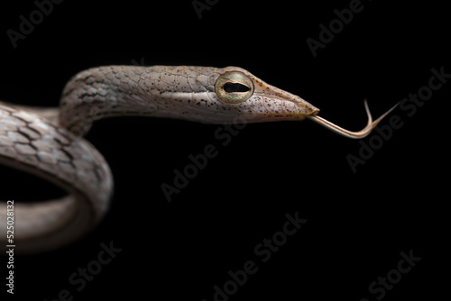 Cope snake photo