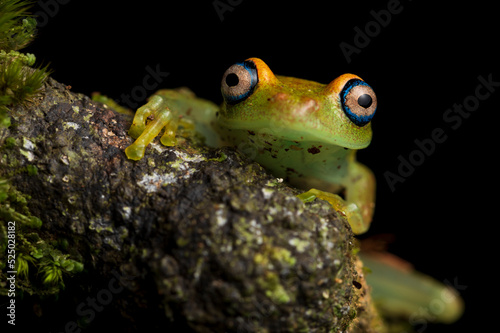 Green toad from Madagascar photo