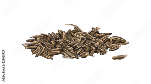 Cumin seeds pile, aromatic spice or condiment - sketch vector illustration isolated on white background.