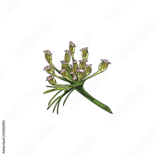 Blooming inflorescence cumin or caraway hand drawn vector illustration isolated.