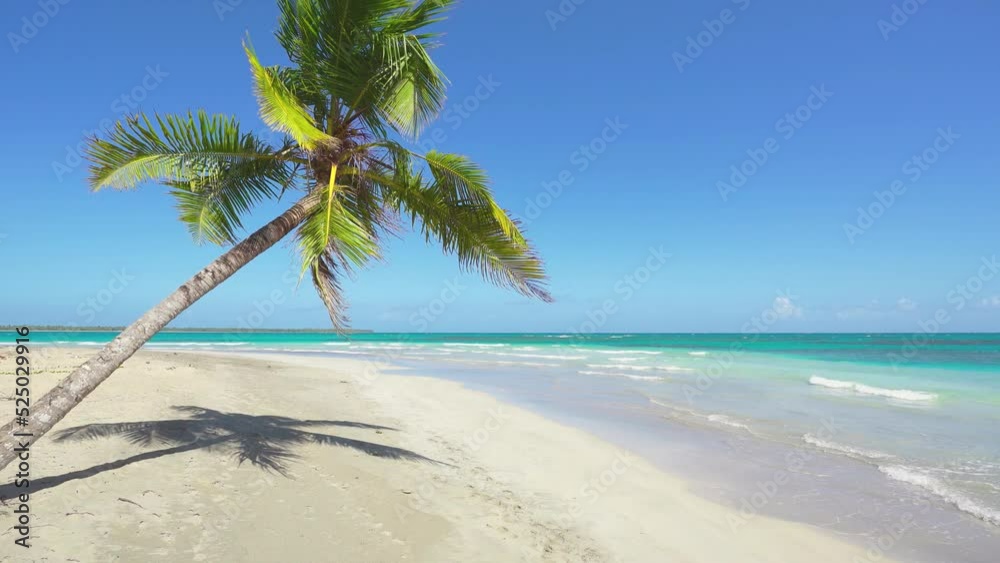 White beach with coconut palm on a tropical island in the Atlantic Ocean. Turquoise sea and palm trees landscape. Wildlife of the sea coast. Camera zoom. White beach with coconut palm on a tropical island in the Atlantic Ocean. Turquoise sea and palm trees landscape. Wildlife of the sea coast. Camera zoom.