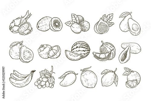 Tropical Fruit Handdrawn Illustration