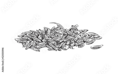 Heap of cumin or caraway spice dry seeds hand drawn vector illustration isolated.