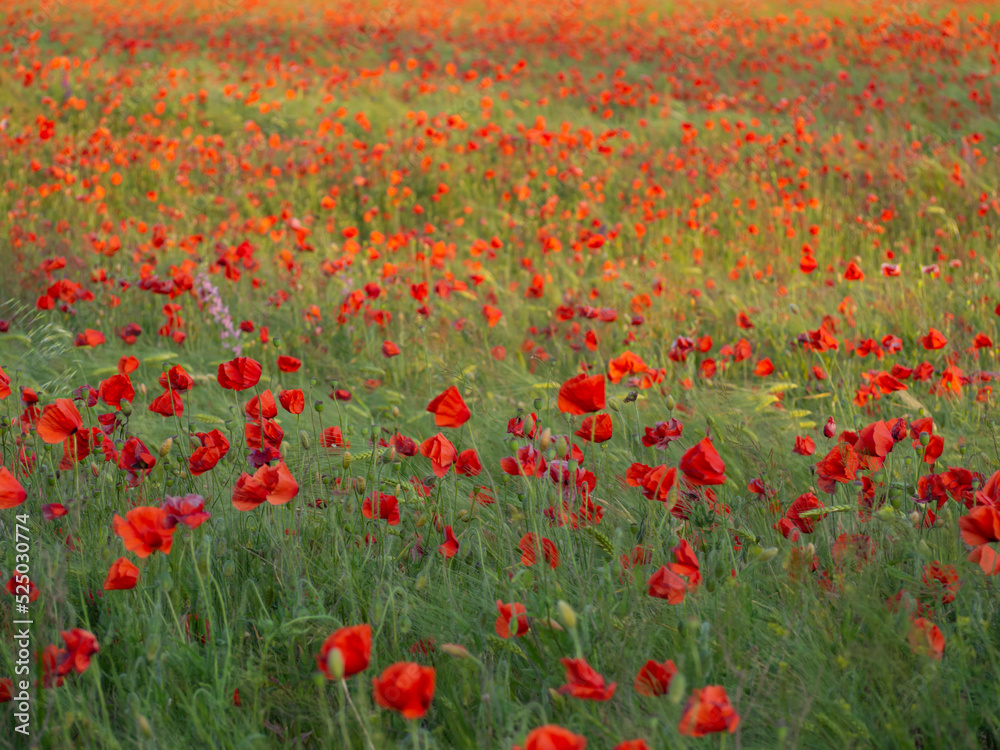 Red poppy flowers on a grain field on a sunny day