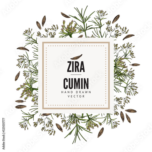 Cumin or zira, caraway spice label or frame sketch vector illustration isolated.
