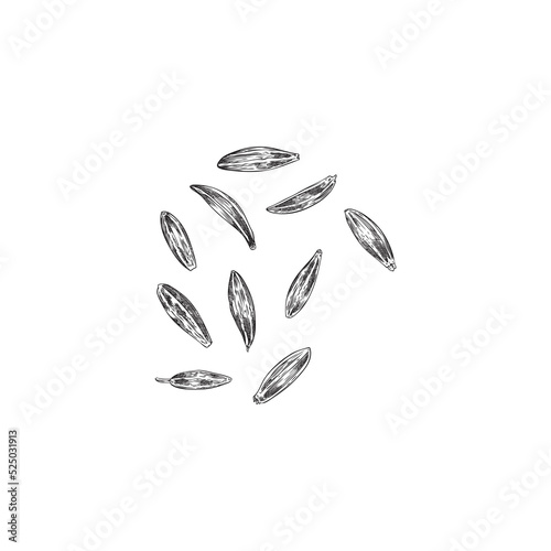 Cumin or caraway seeds for food flavoring and oil vector illustration isolated.
