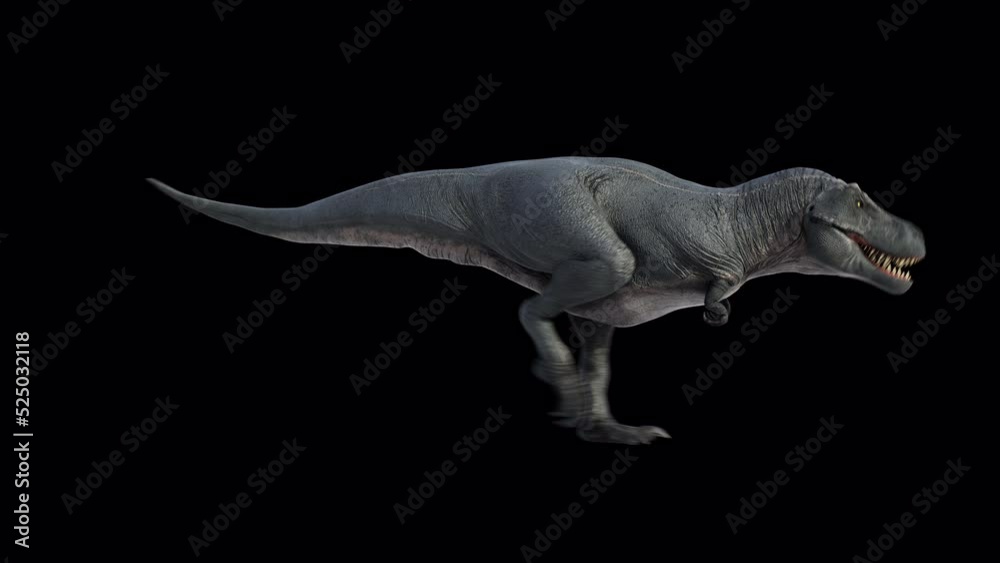 Dinosaur Tyrannosaurus Walk and Roar Loop with isolated Alpha and Shadow Side View