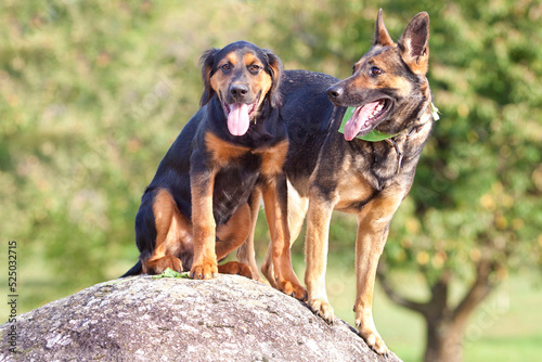 two dogs on a rock