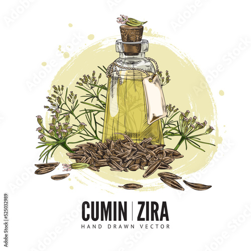 Cumin organic oil with zira seeds and plants, poster template - sketch vector illustration on white background.
