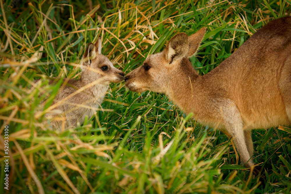 Eastern Grey Kangaroo (Macropus giganteus) on meadow, very cute animal with baby with green background, australian wildlife, queensland, Brisbane, brown pouched mammal, marsupial Eastern Grey Kangaroo (Macropus giganteus) on meadow, very cute animal with baby with green background, australian wildlife, queensland, Brisbane, brown pouched mammal, marsupial