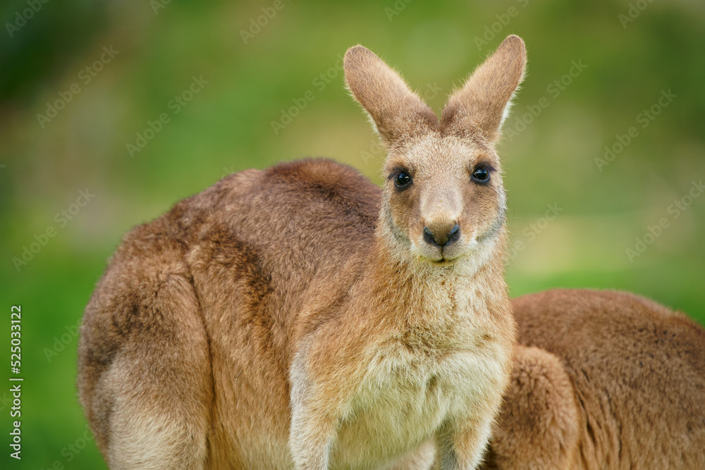Fototapeta premium Eastern Grey Kangaroo (Macropus giganteus) on meadow, very cute animal with baby with green background, australian wildlife, queensland, Brisbane, brown pouched mammal, marsupial