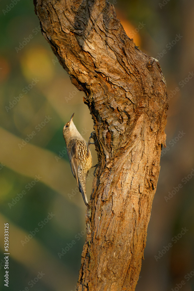 White-throated treecreeper (Cormobates leucophaea), an interesting small brown bird from eastern Australia. Tiny camouflaged bird sitting on the tree trunk with colorful background White-throated treecreeper (Cormobates leucophaea), an interesting small brown bird from eastern Australia. Tiny camouflaged bird sitting on the tree trunk with colorful background