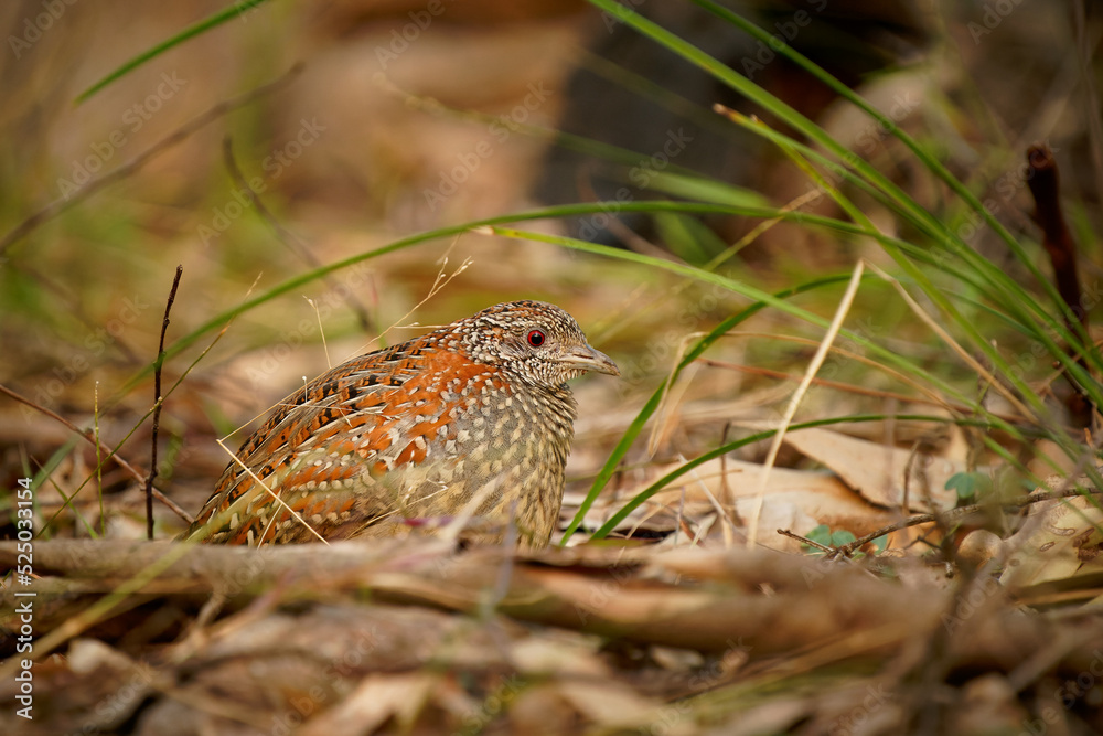 Fototapeta premium Painted buttonquail (Turnix varius) a special endemic bird of Australia which looks like quail but is more related to gulls (Charadriiformes), it lives in dry eukalypt forests. Small camouflaged bird