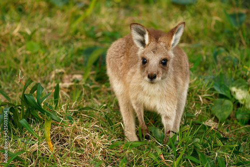 Eastern Grey Kangaroo (Macropus giganteus) on meadow, very cute animal with baby with green background, australian wildlife, queensland, Brisbane, brown pouched mammal, marsupial