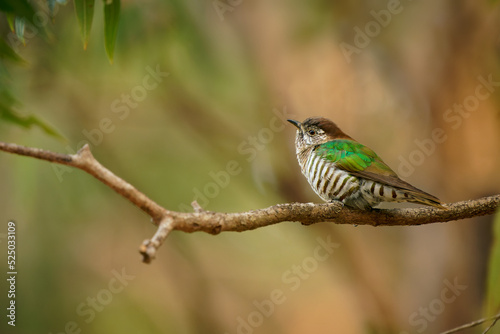Shining bronze-cuckoo (Chrysococcyx lucidus) a beautiful tiny cuckoo bird with colorful green back perched an a branch in the australian bush. I eats caterpillar