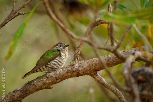 Shining bronze-cuckoo (Chrysococcyx lucidus) a beautiful tiny cuckoo bird with colorful green back perched an a branch in the australian bush. I eats caterpillar photo