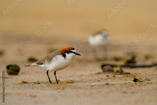 Red-capped plover (Charadrius ruficapillus) a small wader, shorebird on the beach. Small water bird with red ginger head with orange background photo