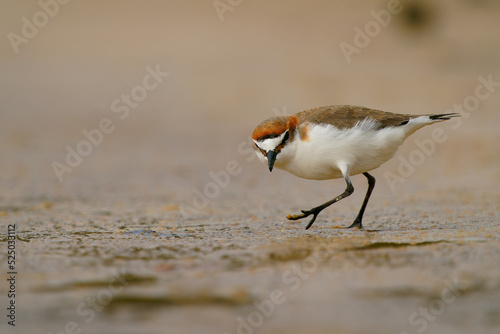 Red-capped plover (Charadrius ruficapillus) a small wader, shorebird on the beach. Small water bird with red ginger head with orange background photo