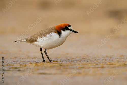 Red-capped plover (Charadrius ruficapillus) a small wader, shorebird on the beach. Small water bird with red ginger head with orange background photo