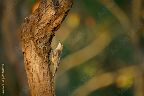 White-throated treecreeper (Cormobates leucophaea), an interesting small brown bird from eastern Australia. Tiny camouflaged bird sitting on the tree trunk with colorful background photo