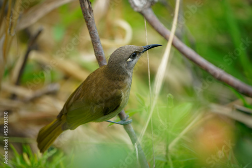 Brown honeyeater (Lichmera indistincta), small brown nectar flower-feeding bird common in eastern Australia. Small brown interesting bird perched on a branch with nice forest background photo