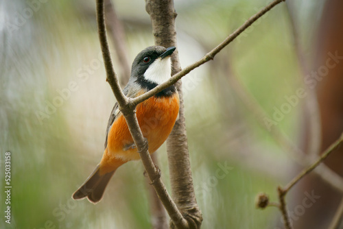 Rufous Whistler (Pachycephala rufiventris) in Queensland, Australia. Beautiful colorful australian bird with orange red breast and belly in the forest with beautiful background photo
