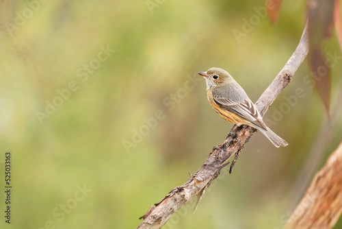 Rufous Whistler (Pachycephala rufiventris) in Queensland, Australia. Beautiful colorful australian bird with orange red breast and belly in the forest with beautiful background