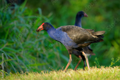 Australasian swamphen (Porphyrio melanotus), a beautiful interesting wetland bird. Colorful bird, blue with red beak with nice green and orange background photographed in the evening sun