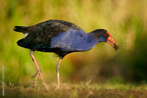 Australasian swamphen (Porphyrio melanotus), a beautiful interesting wetland bird. Colorful bird, blue with red beak with nice green and orange background photographed in the evening sun