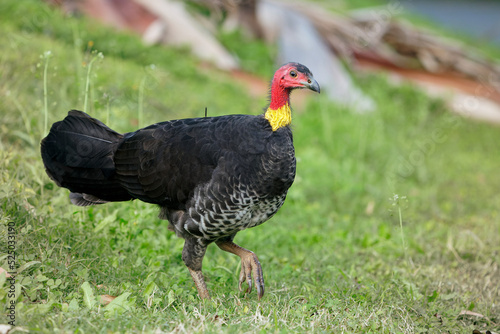 Australian Brush-turkey (Alectura lathami), endemic in Australia, interestingcolorful bird with bare red and yellow skin on its head, with green background