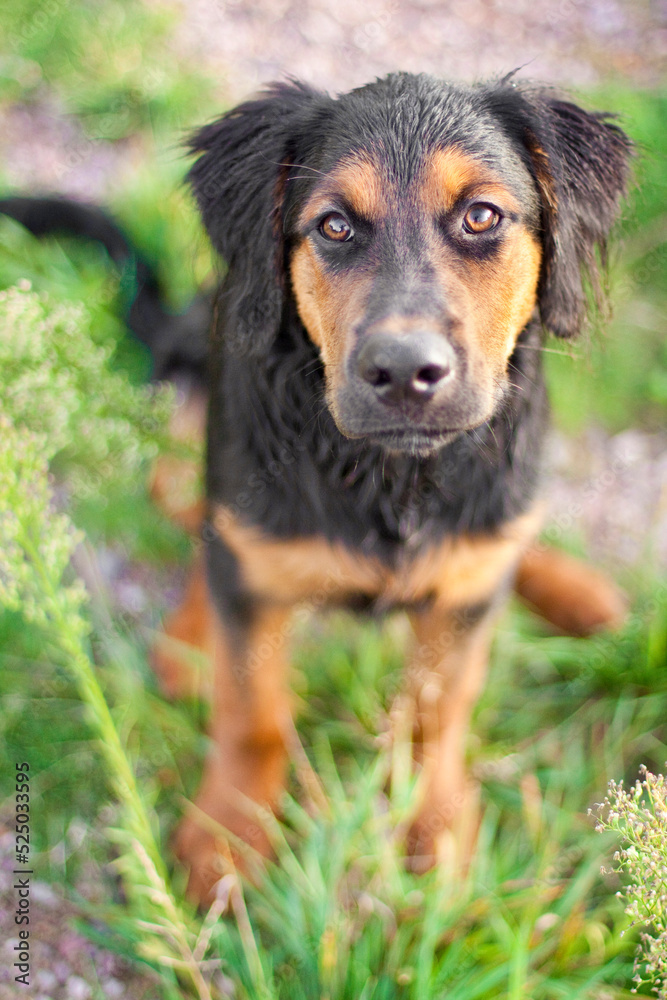 portrait of a dog looking up