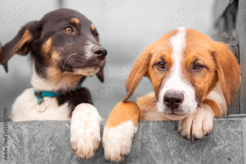 Portrait of sad dog puppies behind fence