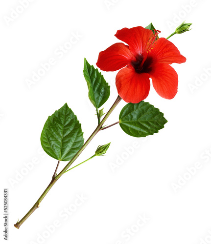 Green twig with red hibiscus flower and leaves isolated