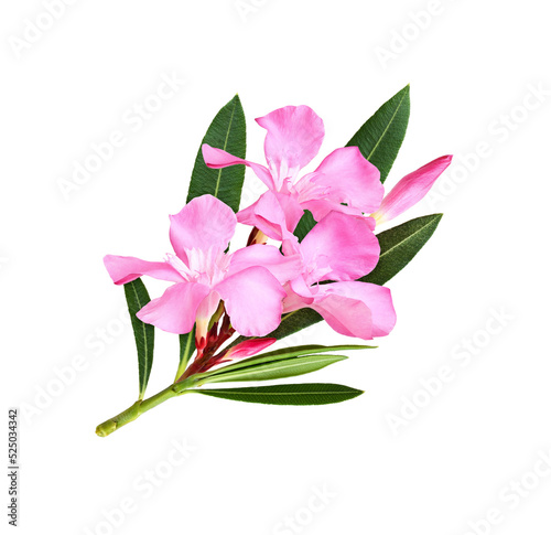 Pink oleander flowers and leaves in a floral arrangement isolated photo