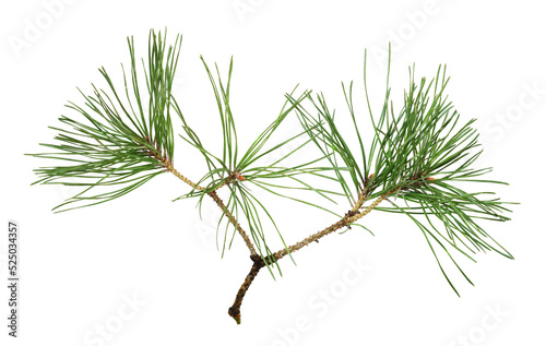 Closeup of pine twigs isolated