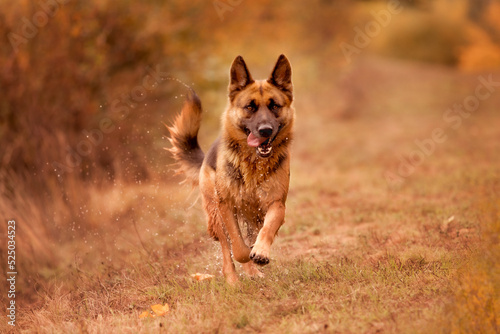 Young german shepherd dog running