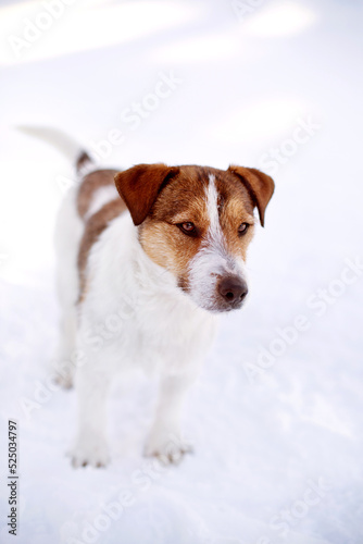 Fototapeta Naklejka Na Ścianę i Meble -  Small size red and white dog standing