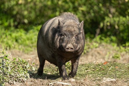 Portrait of a free-range pig on a pasture in summer outdoors