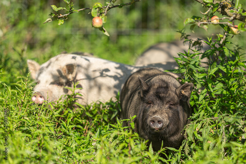 Portrait of a free-range pig on a pasture in summer outdoors © Annabell Gsödl