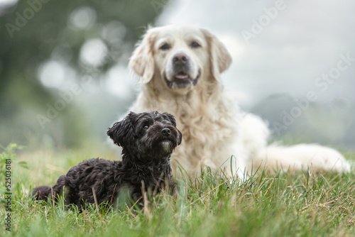 Canvas Print Portrait of a small yorkipoo and a golden retriever dog sitting at a meadow in s