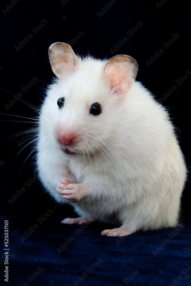 Hamster white pet favorite of children Hamster white pet favorite of children