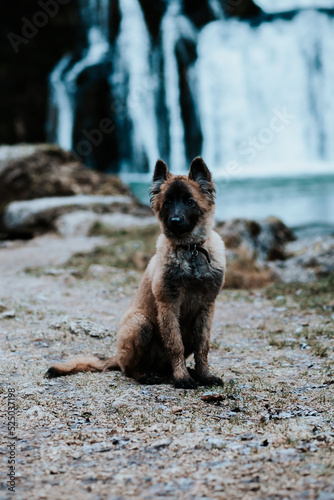 Berger belge Tervuren