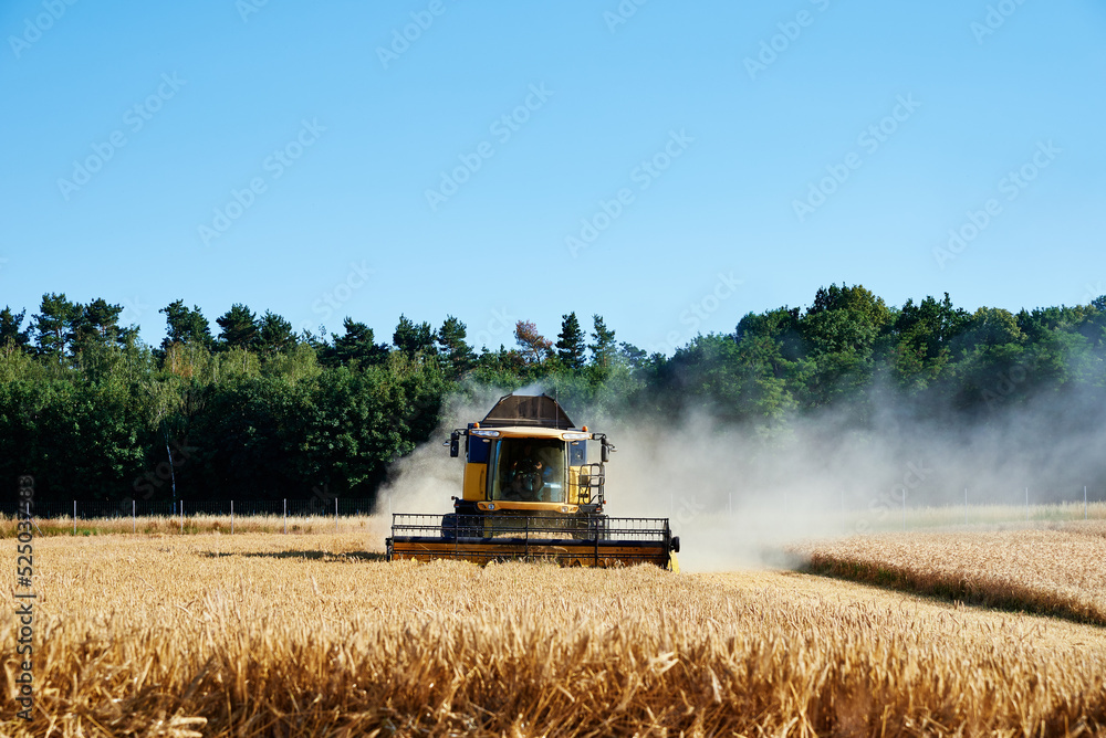 Fototapeta premium Combine harvester collecting golden wheat field, Harvesting machine working at agricultural field, Harvest reaping season