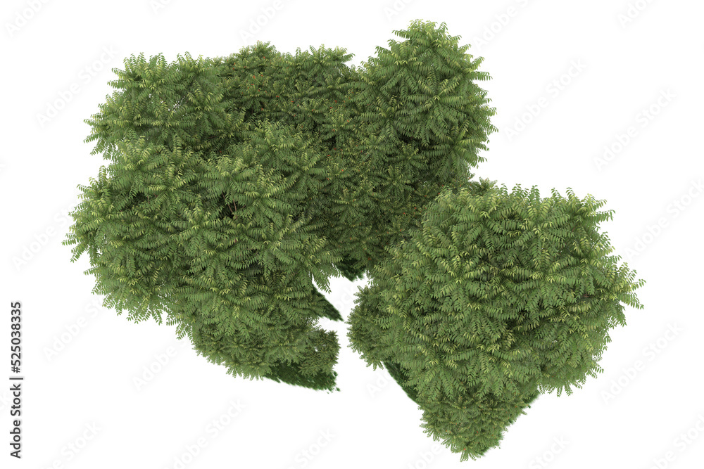 Forest on transparent background. 3d rendering - illustration Forest on transparent background. 3d rendering - illustration