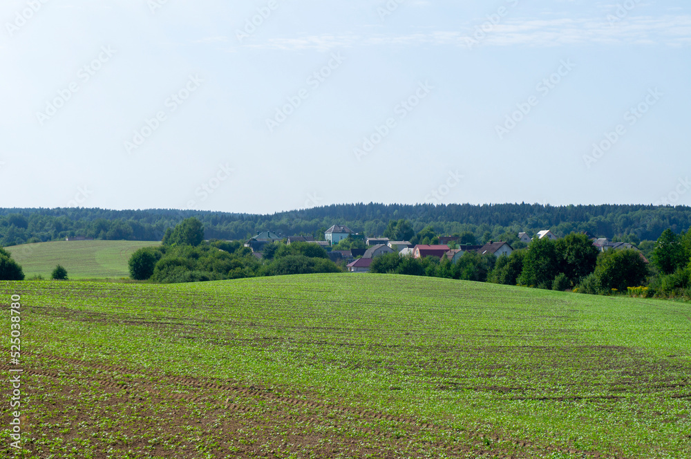 Summer agro field. Green landscape European