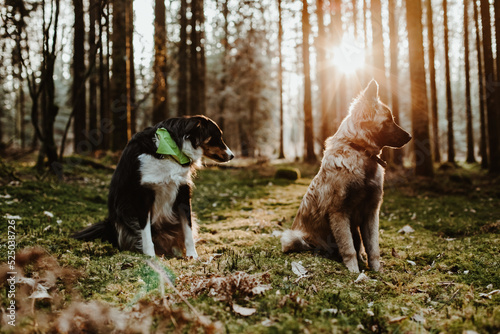 Berger belge Tervuren