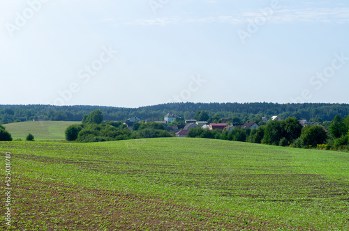 Summer agro field. Green landscape European